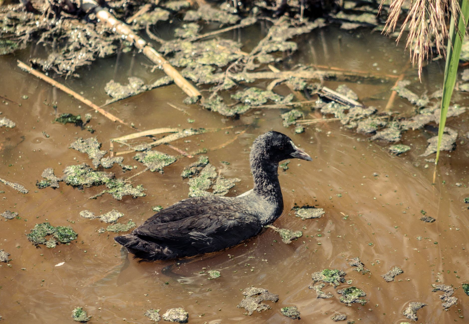 A lone duck paddles through a serene, natural wetland in Kayseri, Türkiye.