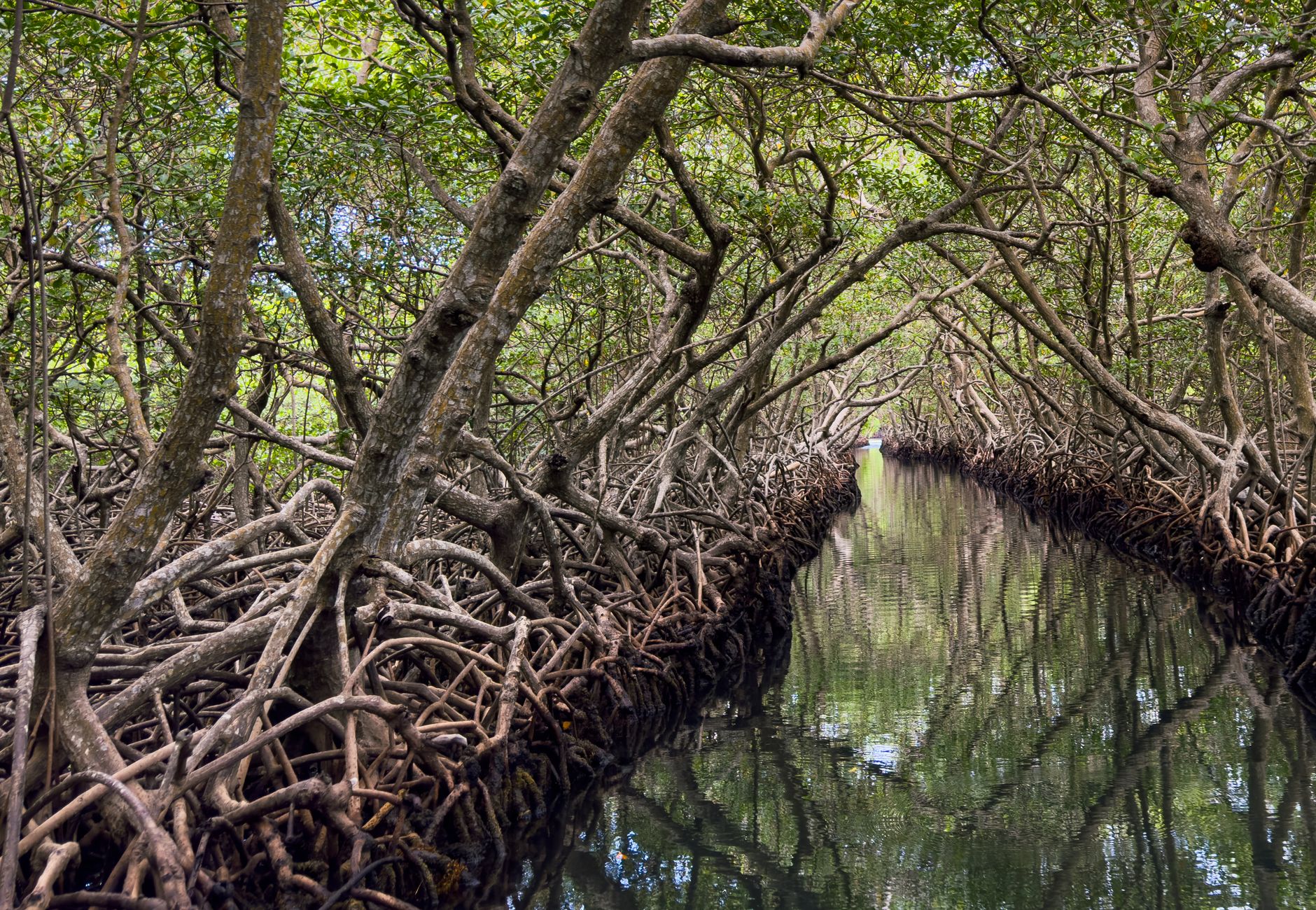 Explore the tranquil beauty of a mangrove tunnel in Roatan, Honduras, with serene reflections.