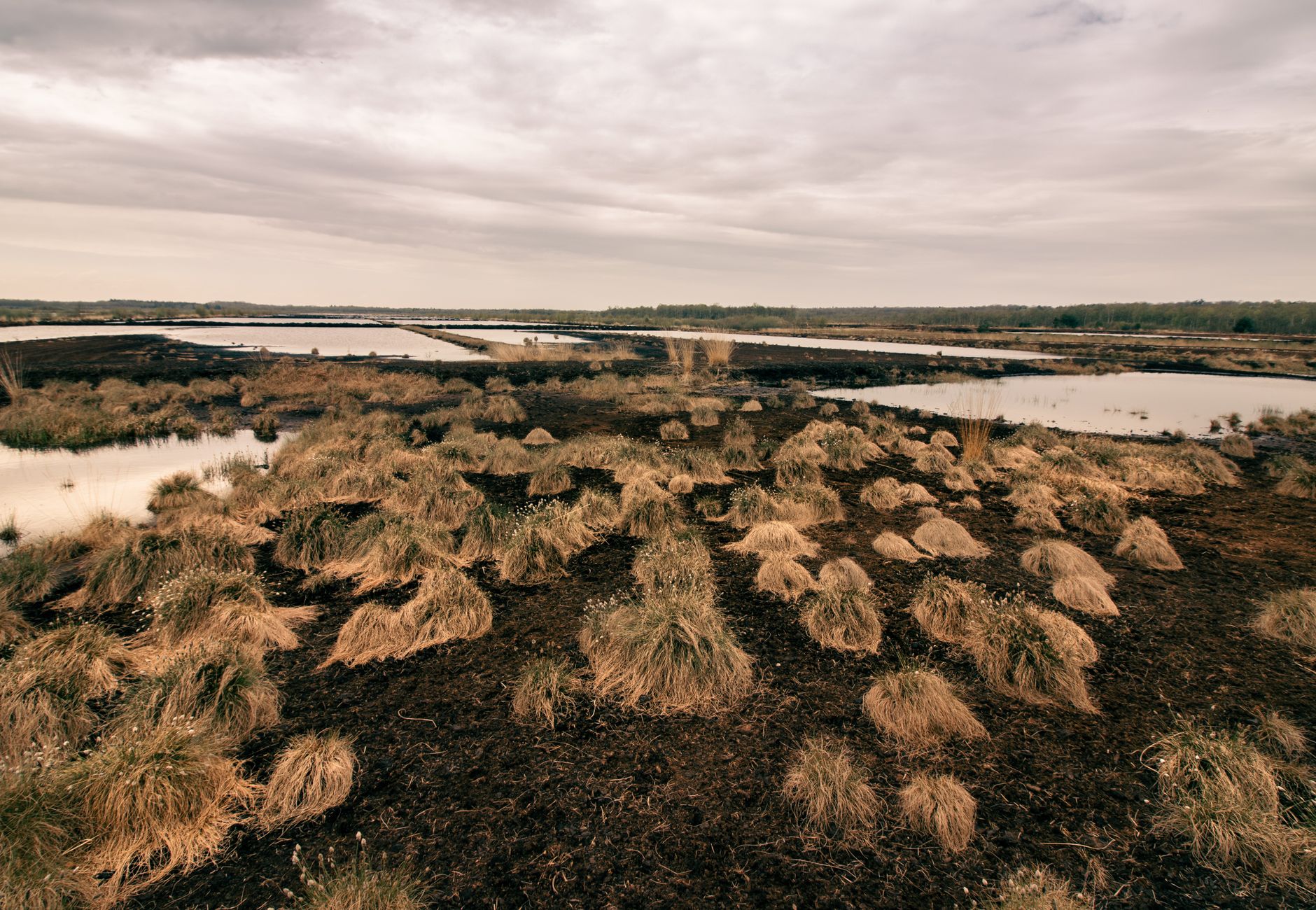 Explore the vast, serene marshland under a cloudy sky in Quickborn, Germany.
